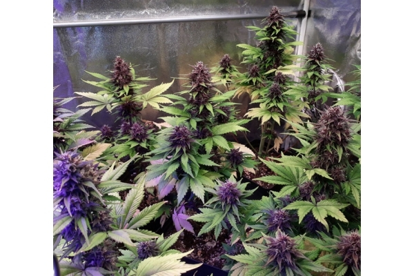 Blackberry Auto (FastBuds) feminisiert