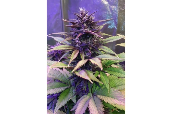 Blackberry Auto (FastBuds) feminisiert