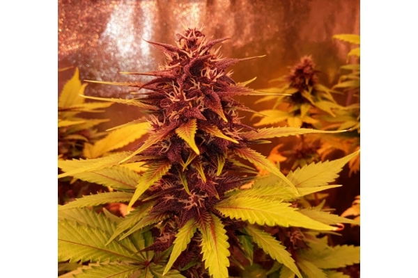 Blackberry Auto (FastBuds) feminisiert