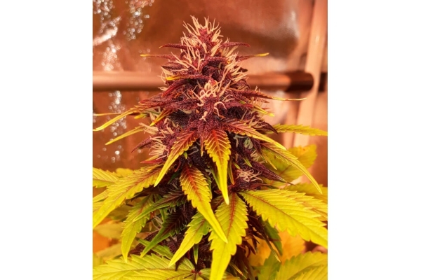 Blackberry Auto (FastBuds) feminisiert