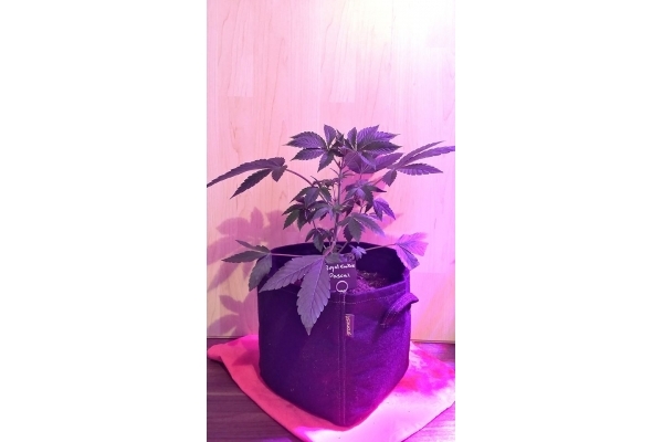 Royal Cookies (Royal Queen Seeds) feminisiert Royal Cookies (Royal Queen Seeds) feminisiert