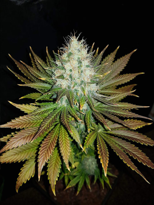 Bona Dea CBD (Vision Seeds) feminisiert