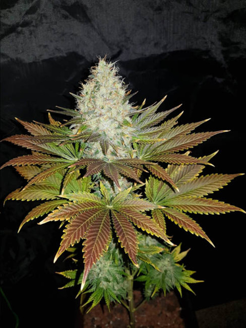 Bona Dea CBD (Vision Seeds) feminisiert