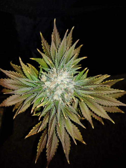 Bona Dea CBD (Vision Seeds) feminisiert