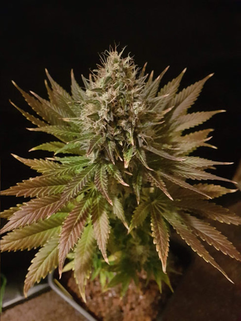 Bona Dea CBD (Vision Seeds) feminisiert