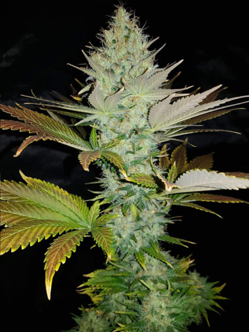 Bona Dea CBD (Vision Seeds) feminisiert