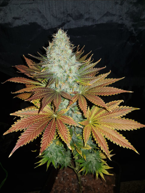 Bona Dea CBD (Vision Seeds) feminisiert