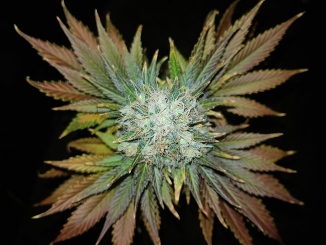 Bona Dea CBD (Vision Seeds) feminisiert