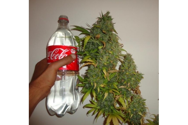 Californian Orange (Dutch Passion) feminisiert