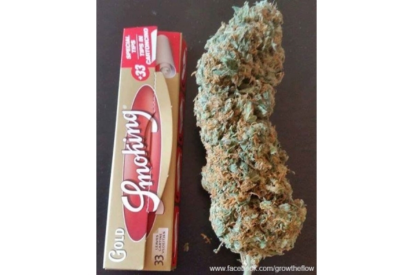 Bubblegum (Zamnesia Seeds) feminisiert Bubblegum (Zamnesia Seeds) feminisiert