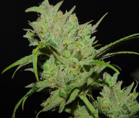 Tangie Ghost Train (Little Chief Collabs) feminisiert