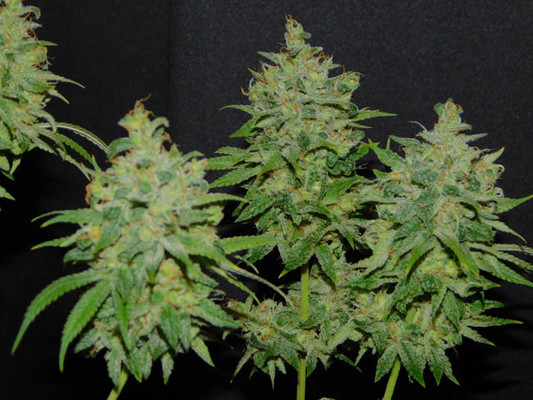 Tangie Ghost Train (Little Chief Collabs) feminisiert