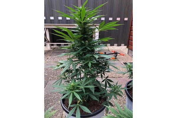 Monster Dwarf Automatic (Zamnesia Seeds) Feminisiert Monster Dwarf Automatic (Zamnesia Seeds) Feminisiert