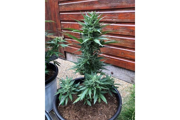 Monster Dwarf Automatic (Zamnesia Seeds) Feminisiert Monster Dwarf Automatic (Zamnesia Seeds) Feminisiert