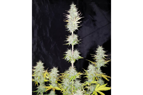 Monster Dwarf Automatic (Zamnesia Seeds) Feminisiert Monster Dwarf Automatic (Zamnesia Seeds) Feminisiert