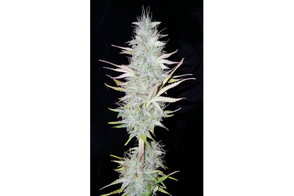 Monster Dwarf Automatic (Zamnesia Seeds) Feminisiert Monster Dwarf Automatic (Zamnesia Seeds) Feminisiert