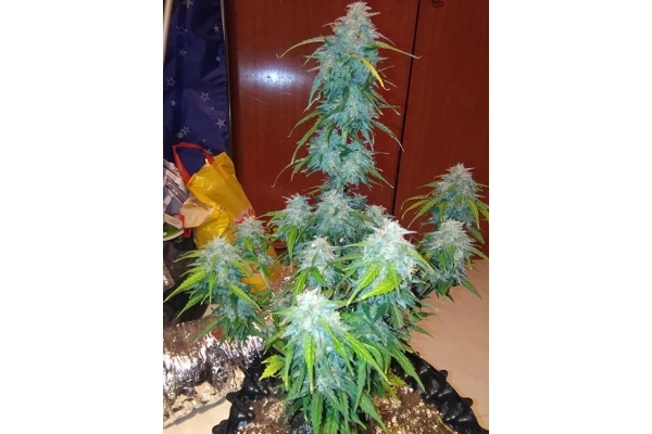 GG#4 Auto (FastBuds) feminisiert
