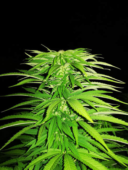 Cash Express (Zamnesia Seeds) feminisiert Cash Express (Zamnesia Seeds) feminisiert
