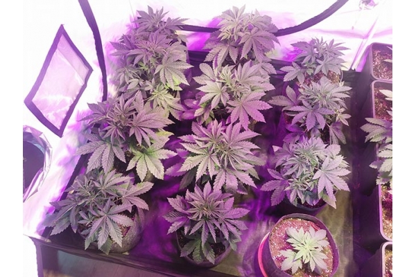 GG#4 (Zamnesia Seeds) feminisiert GG#4 (Zamnesia Seeds) feminisiert