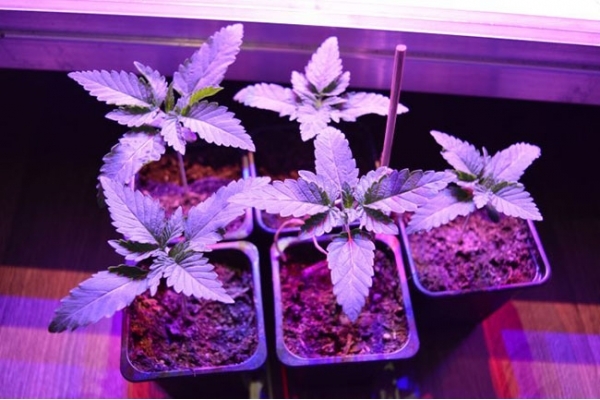 GG#4 (Zamnesia Seeds) feminisiert GG#4 (Zamnesia Seeds) feminisiert