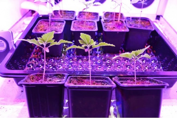 GG#4 (Zamnesia Seeds) feminisiert GG#4 (Zamnesia Seeds) feminisiert