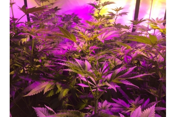 GG#4 (Zamnesia Seeds) feminisiert GG#4 (Zamnesia Seeds) feminisiert