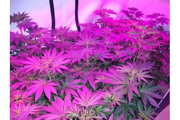 GG#4 (Zamnesia Seeds) feminisiert GG#4 (Zamnesia Seeds) feminisiert