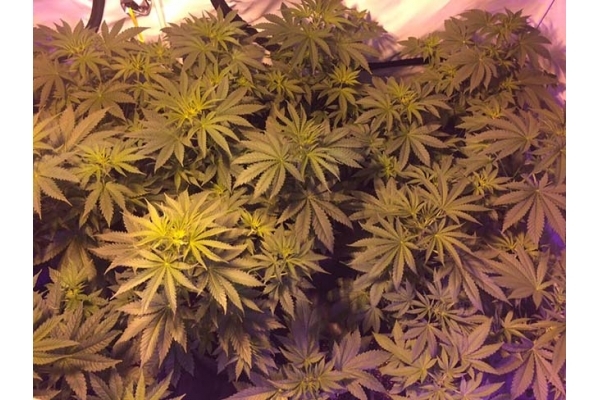 GG#4 (Zamnesia Seeds) feminisiert GG#4 (Zamnesia Seeds) feminisiert