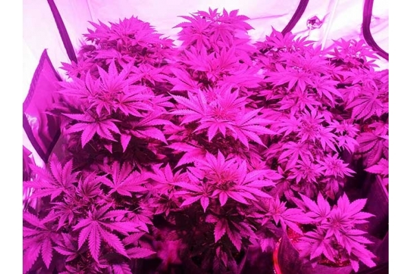 GG#4 (Zamnesia Seeds) feminisiert GG#4 (Zamnesia Seeds) feminisiert