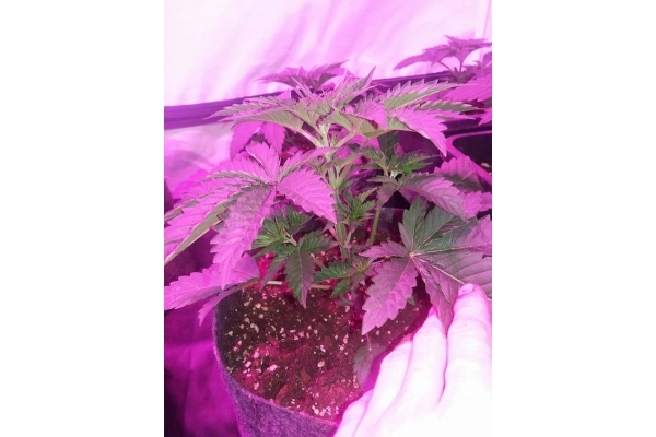 GG#4 (Zamnesia Seeds) feminisiert GG#4 (Zamnesia Seeds) feminisiert