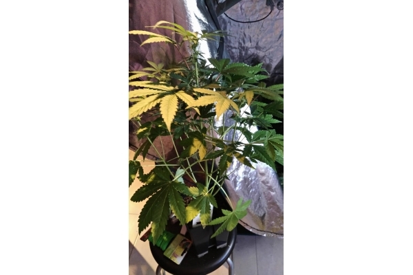 GG#4 (Zamnesia Seeds) feminisiert GG#4 (Zamnesia Seeds) feminisiert