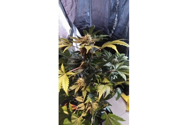 GG#4 (Zamnesia Seeds) feminisiert GG#4 (Zamnesia Seeds) feminisiert