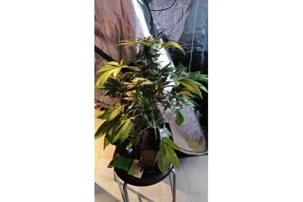 GG#4 (Zamnesia Seeds) feminisiert GG#4 (Zamnesia Seeds) feminisiert