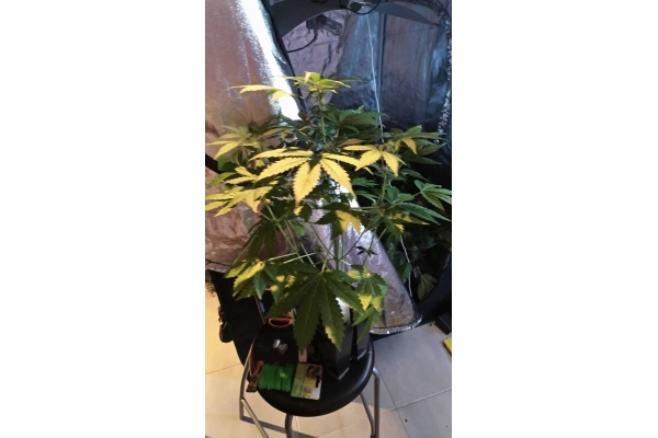 GG#4 (Zamnesia Seeds) feminisiert GG#4 (Zamnesia Seeds) feminisiert