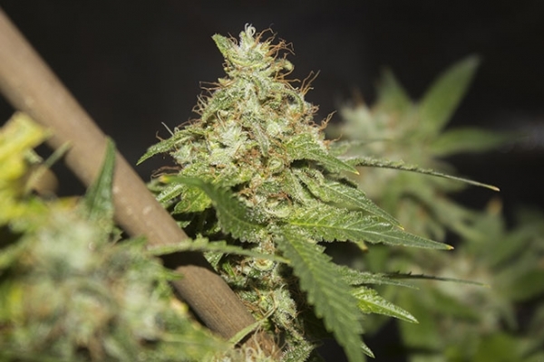 GG#4 (Zamnesia Seeds) feminisiert GG#4 (Zamnesia Seeds) feminisiert