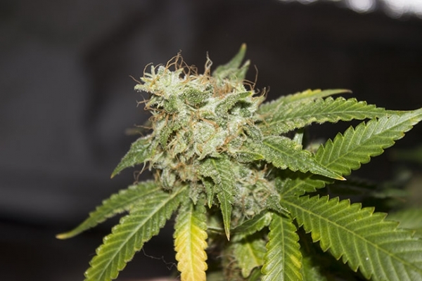 GG#4 (Zamnesia Seeds) feminisiert GG#4 (Zamnesia Seeds) feminisiert
