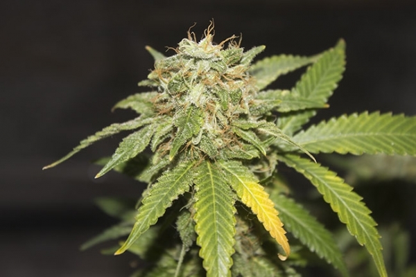 GG#4 (Zamnesia Seeds) feminisiert GG#4 (Zamnesia Seeds) feminisiert