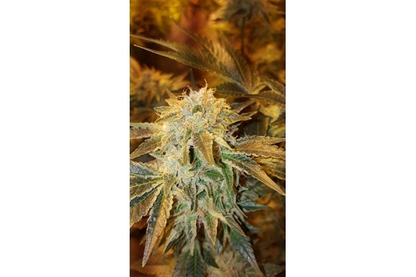 GG#4 (Zamnesia Seeds) feminisiert GG#4 (Zamnesia Seeds) feminisiert