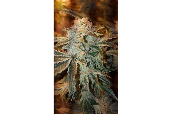 GG#4 (Zamnesia Seeds) feminisiert GG#4 (Zamnesia Seeds) feminisiert