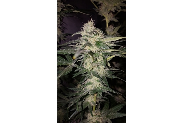 GG#4 (Zamnesia Seeds) feminisiert GG#4 (Zamnesia Seeds) feminisiert