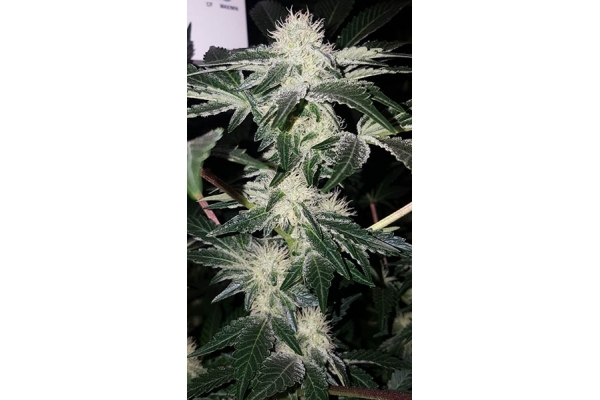 GG#4 (Zamnesia Seeds) feminisiert GG#4 (Zamnesia Seeds) feminisiert