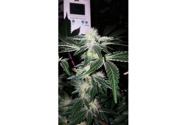 GG#4 (Zamnesia Seeds) feminisiert GG#4 (Zamnesia Seeds) feminisiert