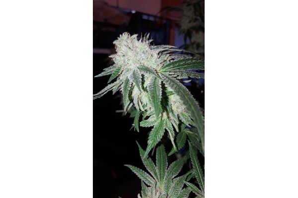 GG#4 (Zamnesia Seeds) feminisiert GG#4 (Zamnesia Seeds) feminisiert