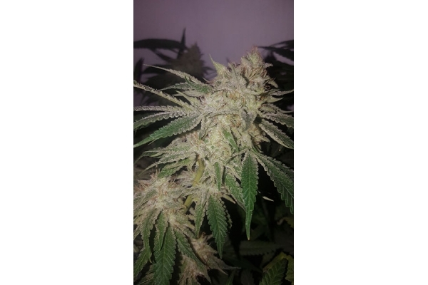 GG#4 (Zamnesia Seeds) feminisiert GG#4 (Zamnesia Seeds) feminisiert