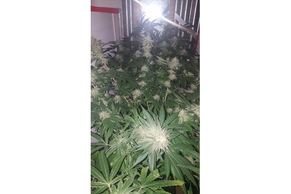 GG#4 (Zamnesia Seeds) feminisiert GG#4 (Zamnesia Seeds) feminisiert