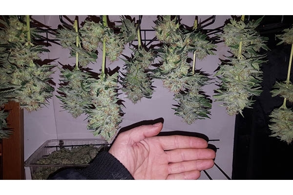 GG#4 (Zamnesia Seeds) feminisiert GG#4 (Zamnesia Seeds) feminisiert