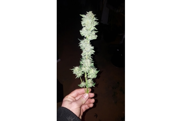GG#4 (Zamnesia Seeds) feminisiert GG#4 (Zamnesia Seeds) feminisiert