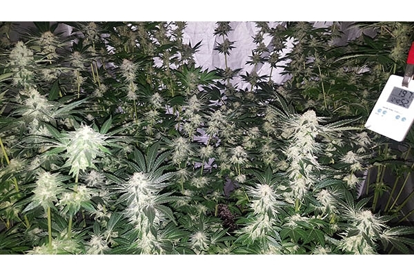 GG#4 (Zamnesia Seeds) feminisiert GG#4 (Zamnesia Seeds) feminisiert