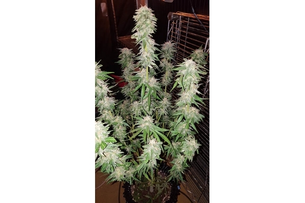 GG#4 (Zamnesia Seeds) feminisiert GG#4 (Zamnesia Seeds) feminisiert