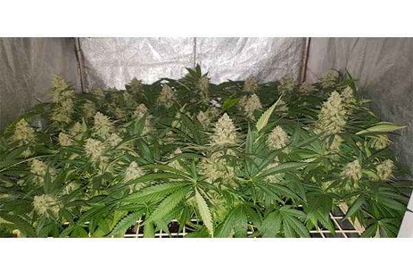 GG#4 (Zamnesia Seeds) feminisiert GG#4 (Zamnesia Seeds) feminisiert
